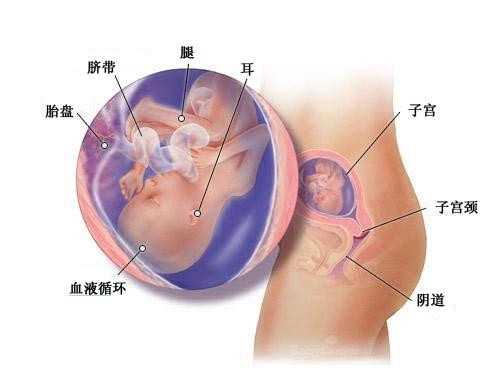 试管能生男孩吗_输卵管切除后做试管婴儿能避免宫外孕吗？